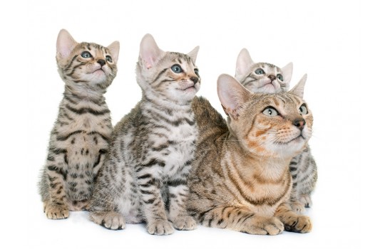 Chat Adult Hairball con pavo Chat Adult Hairball con pavo